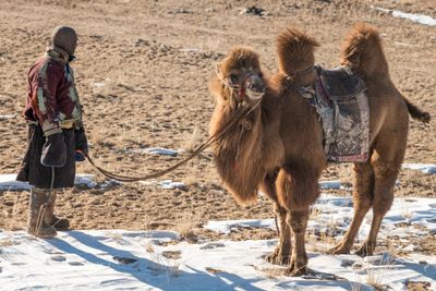 Camel Herd