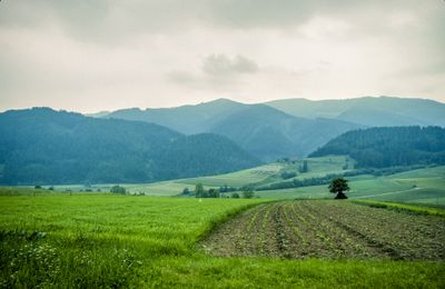 50473_00213.jpg