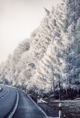 50477_00116.jpg