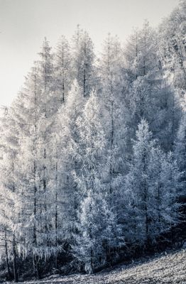 50477_00118.jpg