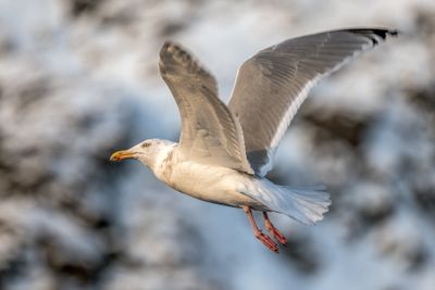 180203_2712-Edit.jpg