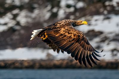 The Catch