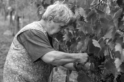 The Grape Harvest
