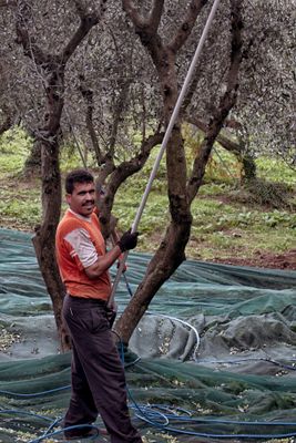 Olive Harvest