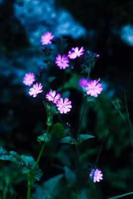 56721_00518.jpg