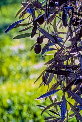 53101_00201-Edit.jpg