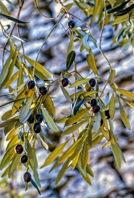 53101_00214-Edit.jpg