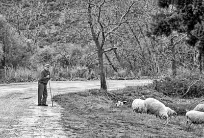 The Shepherd