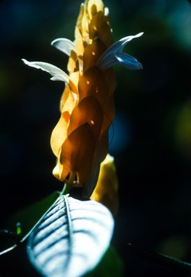 61521_00418.jpg