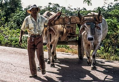 Oxcart Driver