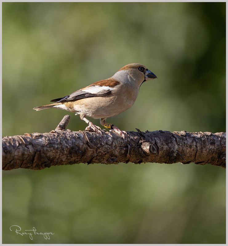 hawfinch2.jpg