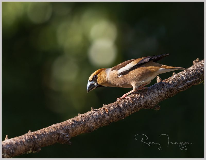 hawfinch4.jpg