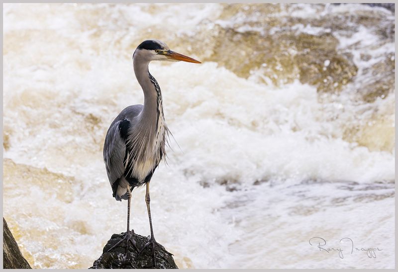 Grey Heron fishing at Betws y Coed