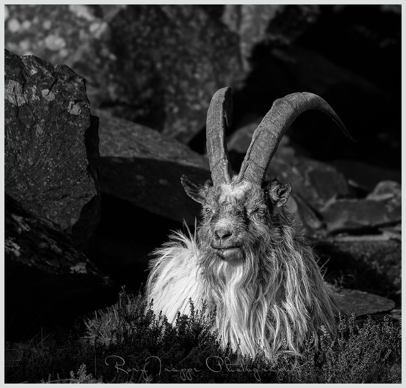 Wild mountain Goat at Dinorwic