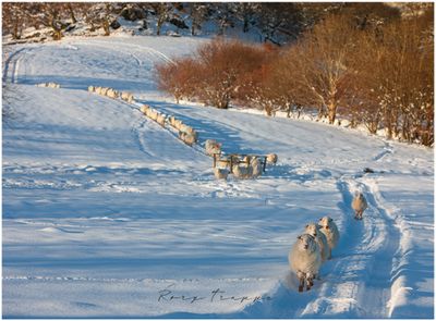 sheep in snow-web.jpg