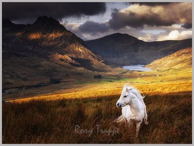 One of the famous Carneddau Ponies in the Ogwen valley