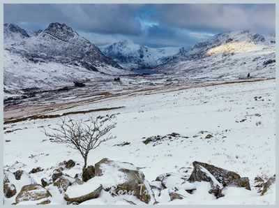 Small tree in the ogwen valley.jpg
