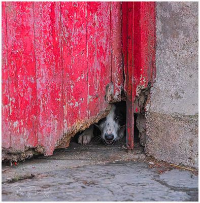 Got my eye on you  - Welsh sheepdog guarding his domain