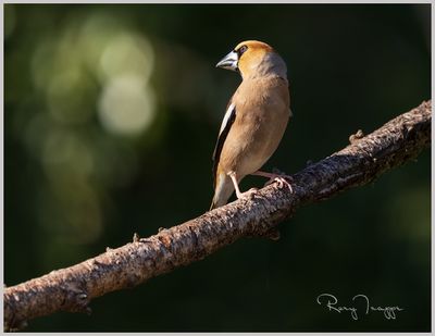 hawfinch3.jpg