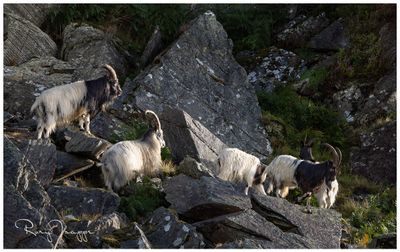 Goats at Tanygrisiau