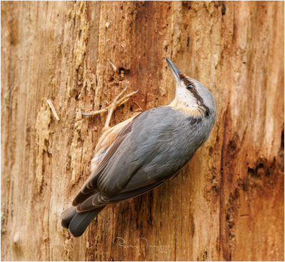 Nuthatch-3.png