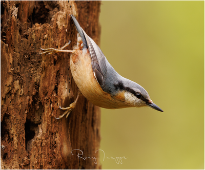 Nuthatch-5.png