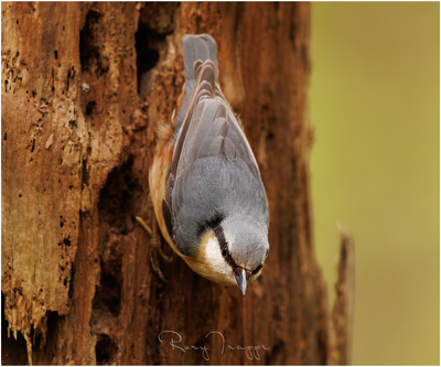 Nuthatch-6.png