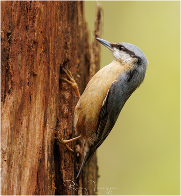 Nuthatch.png