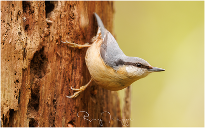 Nuthatch2.png