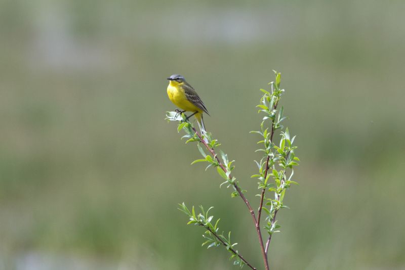 Vogels