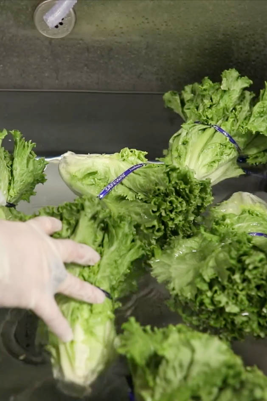 Excellent Antimicrobial Wash for Produce  | Chemstarcorp.com