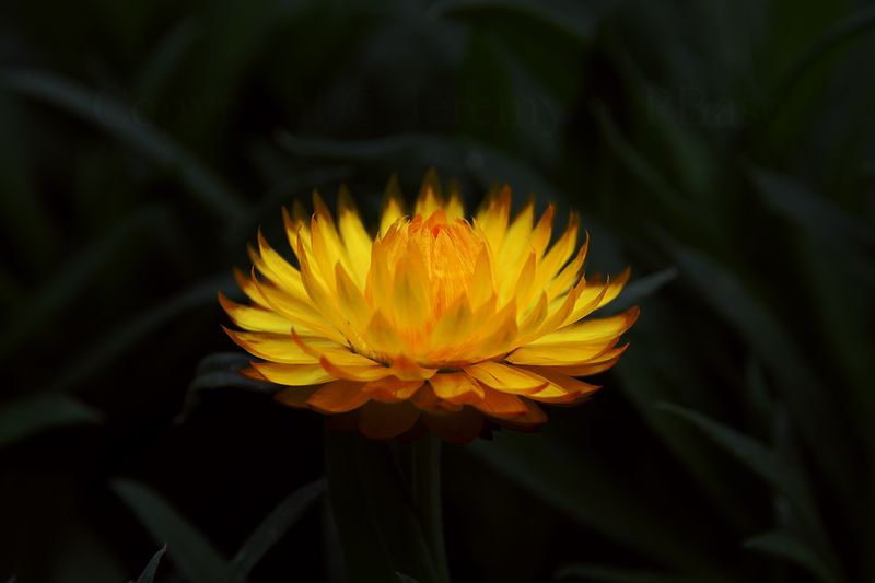 A Firey Flower ...