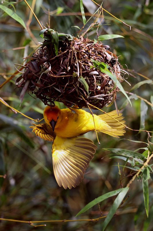 Taveta Golden Weaver Bird