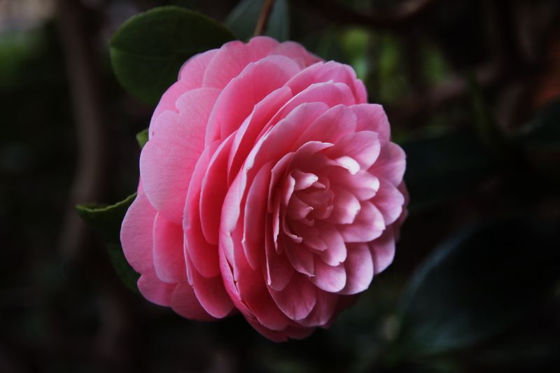 Camellia Japonica (Japanese Camellia)