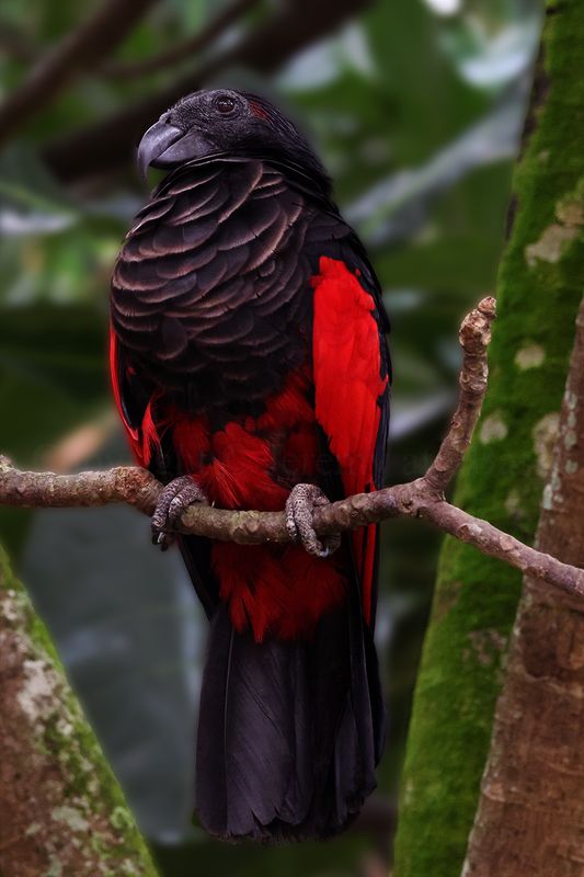 Dracula Parrot