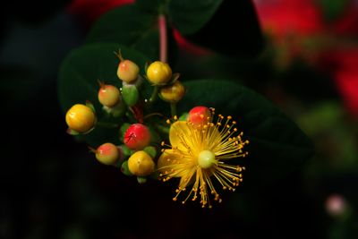 Hypericum Perforatum