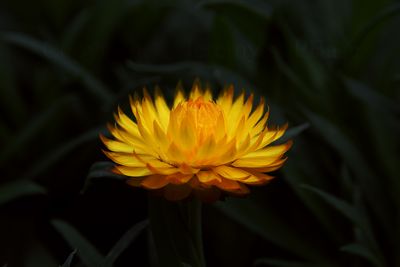 A Firey Flower ...