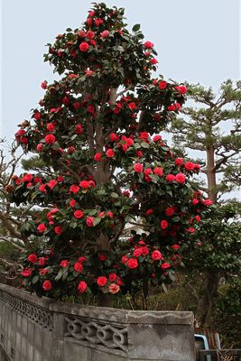 A Beautiful Rose Tree ... Or Is It Camellia??