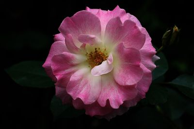 Pink Rose
