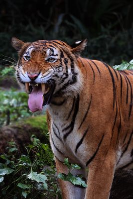 Malayan Tiger - Smile Or Growl? (3of3)