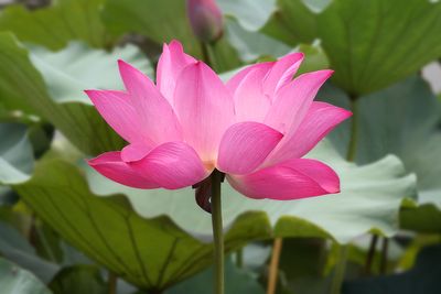 The Lotus Flowers At Wangcong Temple, Sichuan Province