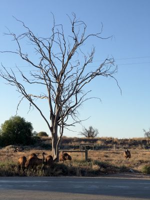 NSW - SA Border, Cockburn