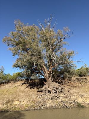 Darling River, Bourke North