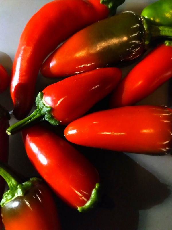 Jalapeno (fully ripe).jpg