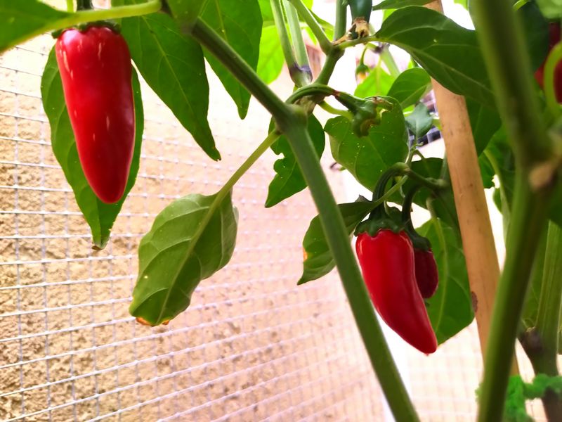 Jalapeno.jpg