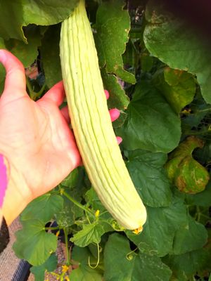 Armenian Cucumber (6).jpg