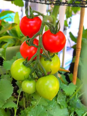 Campari Tomato (2).jpg