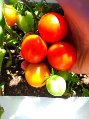 Campari Tomato.jpg