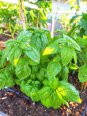 Genovese Basil.jpg