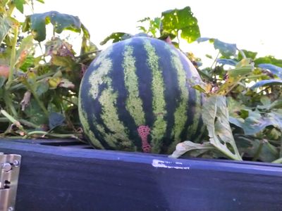 Hopi Yellow Watermelon (10).jpg